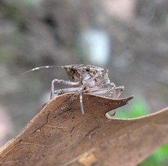 Halyomorpha halys