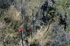 Corryocactus erectus