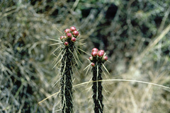Corryocactus erectus