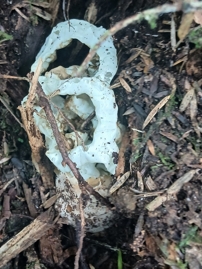 Ileodictyon cibarium · May 2026 · photo: © mphnz (iNaturalist, cc0)