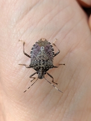 Halyomorpha halys