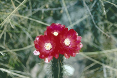 Corryocactus erectus