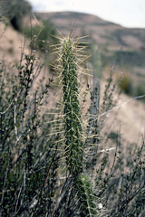 Corryocactus erectus