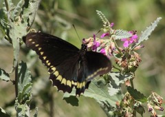 Battus polydamas polydamas