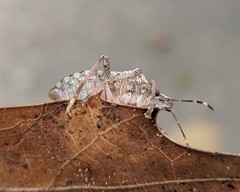 Halyomorpha halys