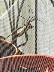 Acanthocephala declivis