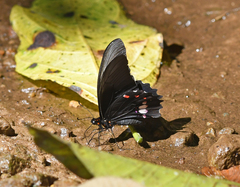 Heraclides anchisiades