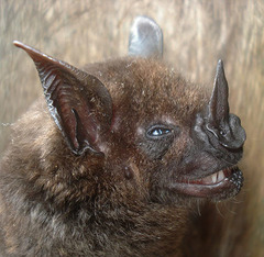 Phyllostomus hastatus
