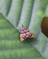 Ornarantia ophiodesma