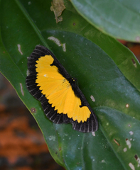 Xanthyris flaveolata