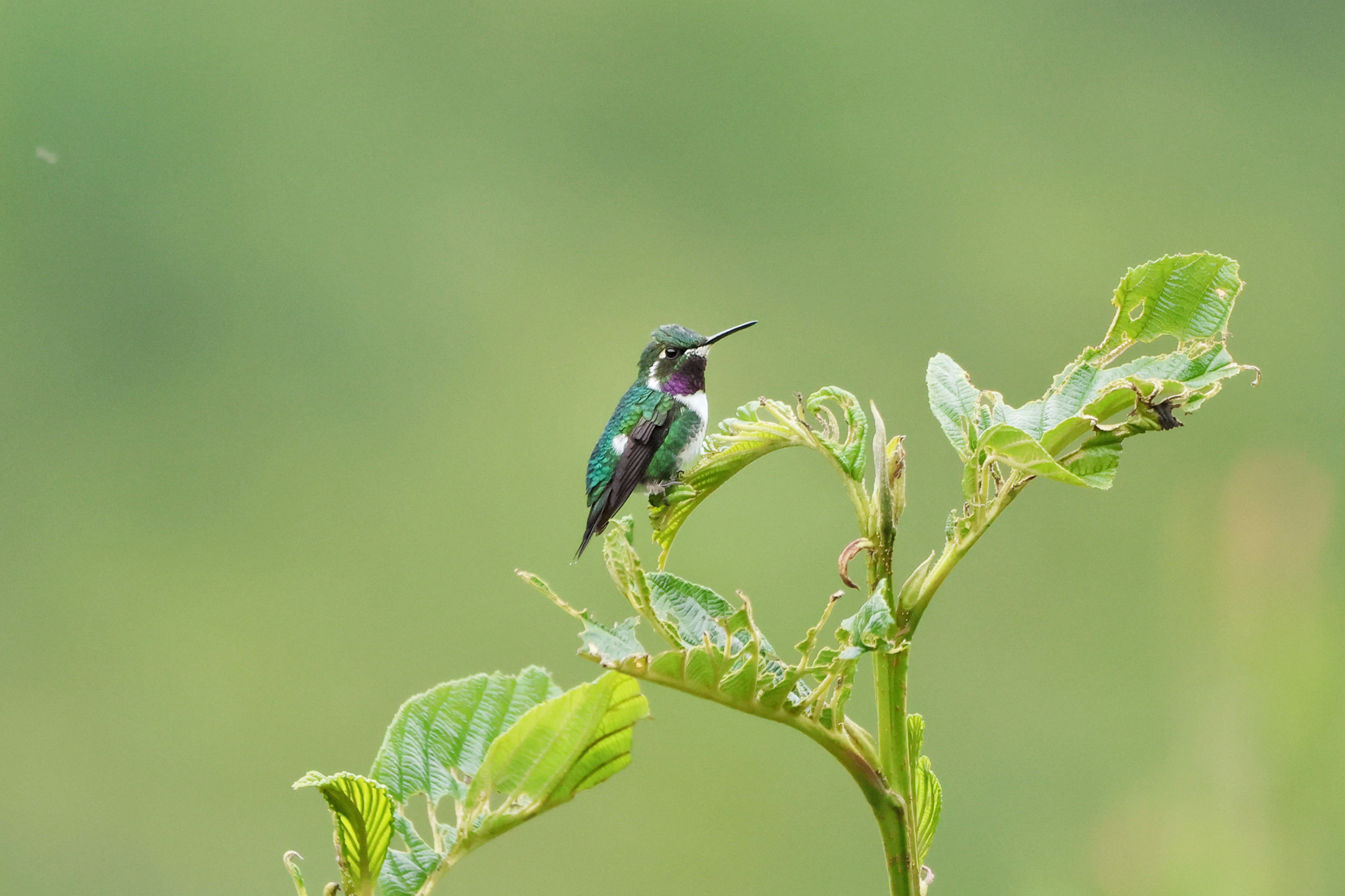White-bellied Woodstar (Chaetocercus mulsant), photo 10