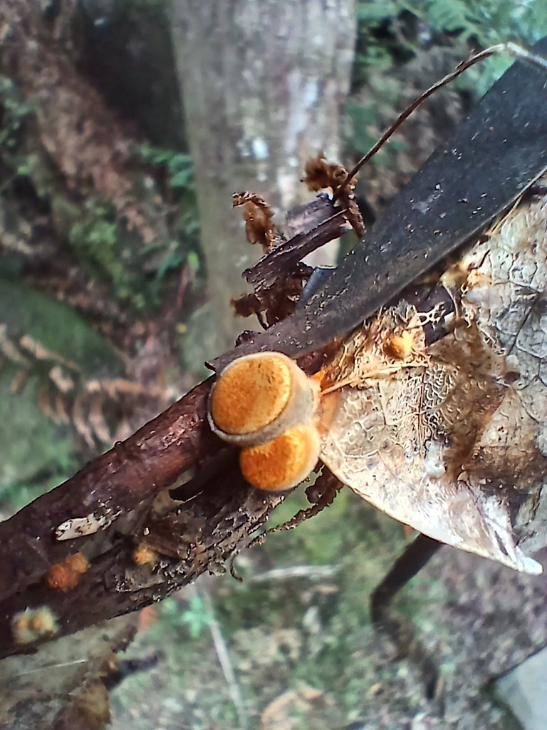 Crucibulum simile · May 2026 · photo: © mphnz (iNaturalist, cc0)