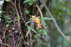 Columnea sulfurea