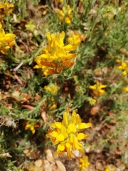 Genista tournefortii