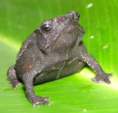Rhinella festae