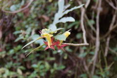 Columnea sulfurea