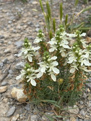 Teucrium laciniatum, photograph (c) Samantha Knight, some rights reserved (CC BY)