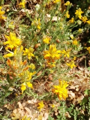 Genista tournefortii
