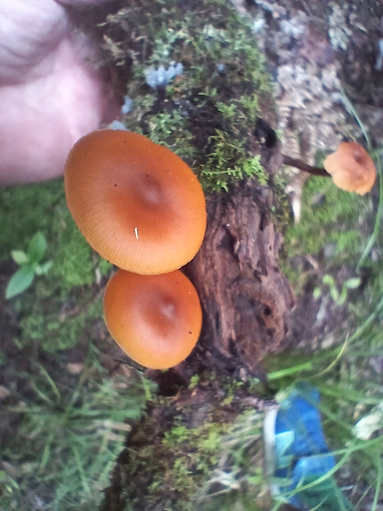 Galerina patagonica · May 2026 · photo: © mphnz (iNaturalist, cc0)