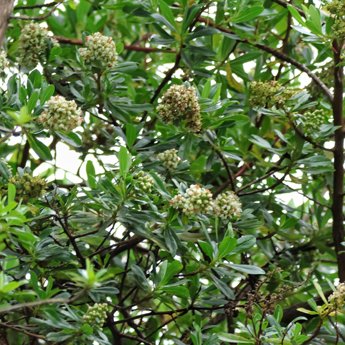 Escallonia resinosa, photograph 2