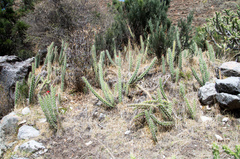 Corryocactus ayacuchoensis