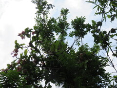 Medinilla magnifica