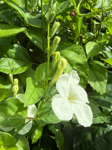 Chinese violet