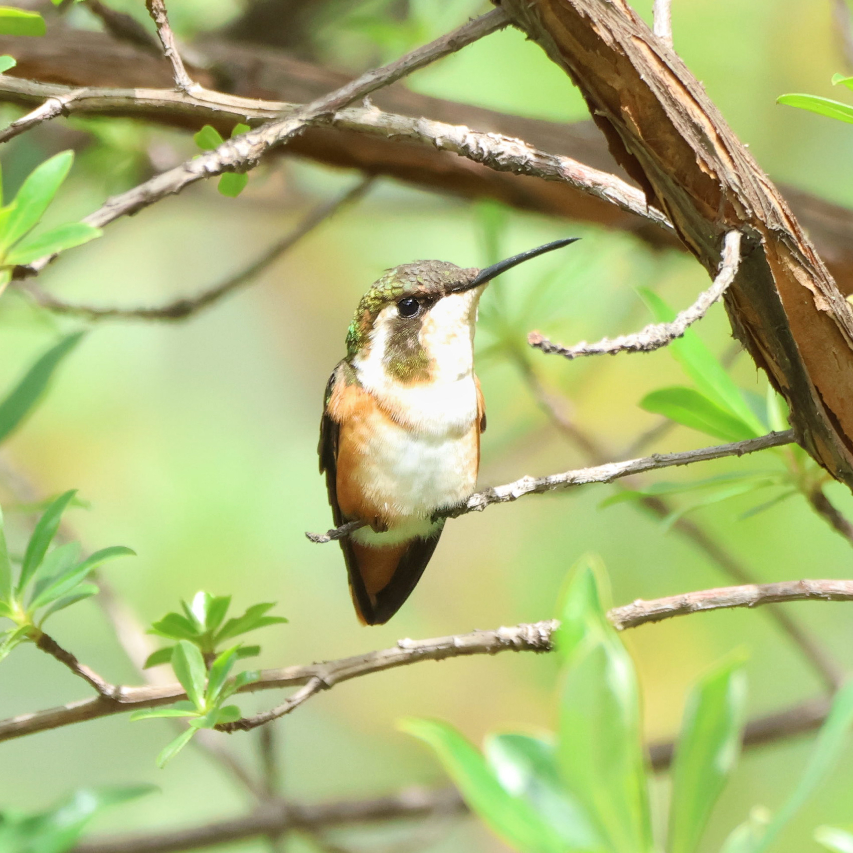White-bellied Woodstar (Chaetocercus mulsant), photo 9