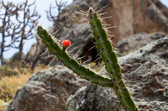 Corryocactus quadrangularis