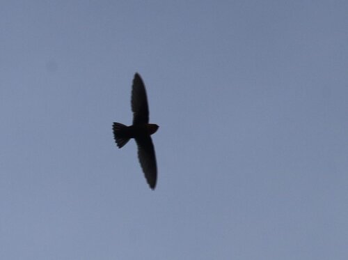 Chestnut-collared Swift (Streptoprocne rutila), photo 2