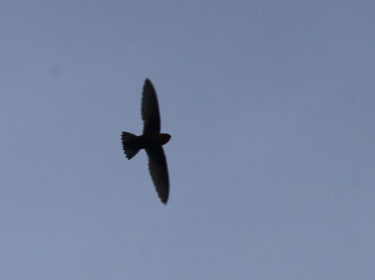 Chestnut-collared Swift (Streptoprocne rutila), photo 3
