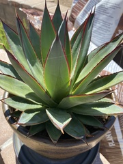 Agave obscura