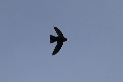 Chestnut-collared Swift (Streptoprocne rutila), photo 3