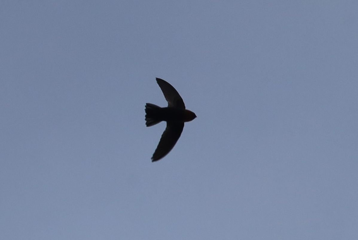 Chestnut-collared Swift (Streptoprocne rutila), photo 4