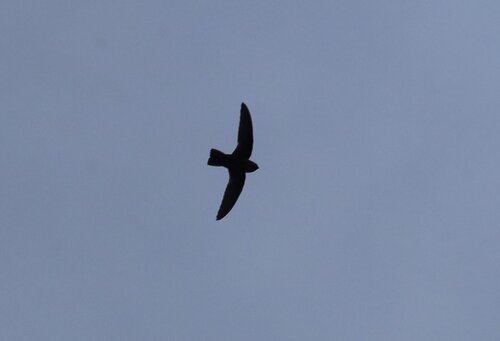 Chestnut-collared Swift (Streptoprocne rutila), photo 7