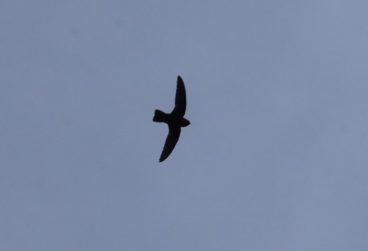 Chestnut-collared Swift (Streptoprocne rutila), photo 5