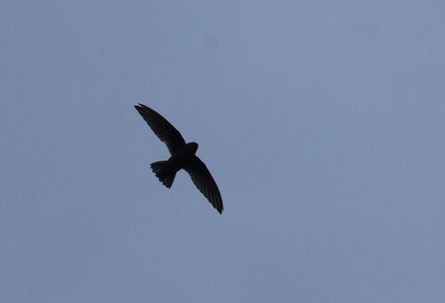 Chestnut-collared Swift (Streptoprocne rutila), photo 8
