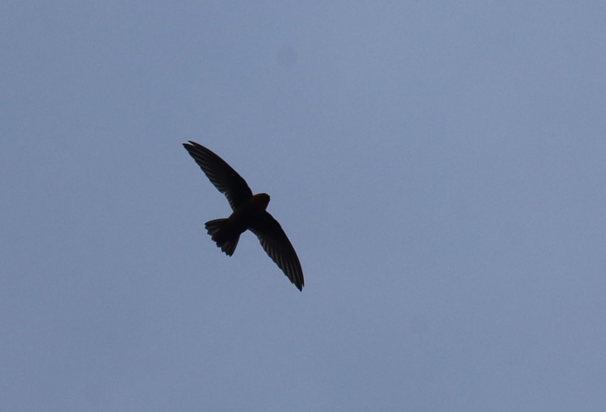 Chestnut-collared Swift (Streptoprocne rutila), photo 6