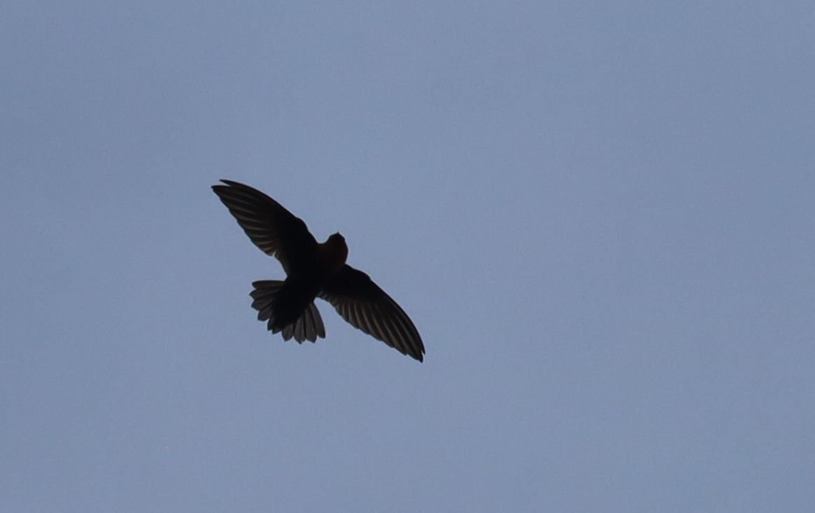 Chestnut-collared Swift (Streptoprocne rutila), photo 7
