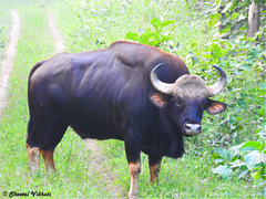 Bos gaurus