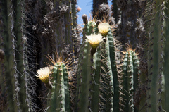 Corryocactus brevistylus