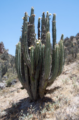 Corryocactus brevistylus