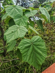 Paulownia kawakamii, photograph (c) angryphyco, some rights reserved (CC BY)