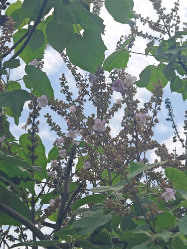 Paulownia kawakamii, photograph 2