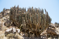 Corryocactus brevistylus