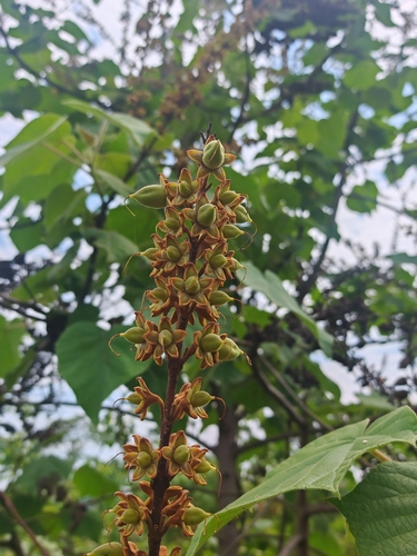 Paulownia kawakamii, photograph 3