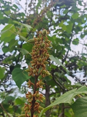 Paulownia kawakamii, photograph (c) angryphyco, some rights reserved (CC BY)