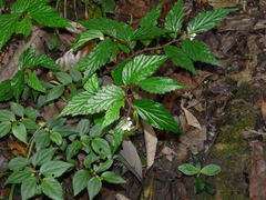 Begonia fuscisetosa