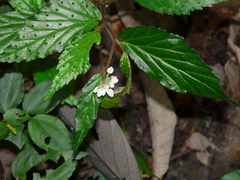 Begonia fuscisetosa
