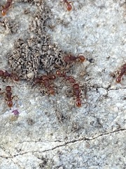Tetramorium tortuosum